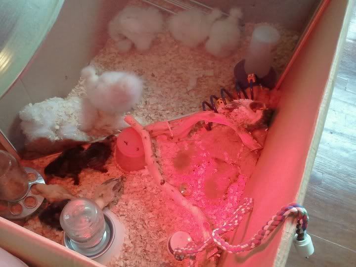 brooder5.jpg