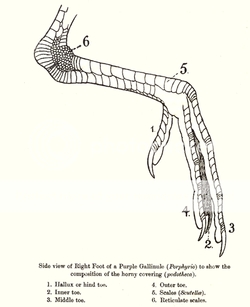 birdleg.png