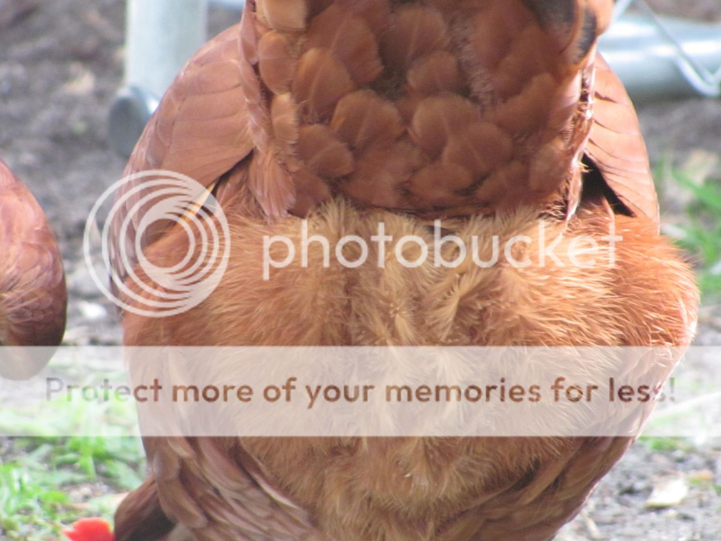 Chickens027.jpg