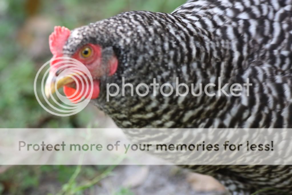 chickens033.jpg