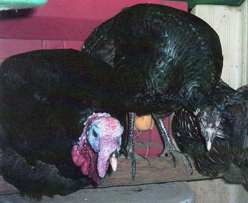 SleepyTurkeys.jpg