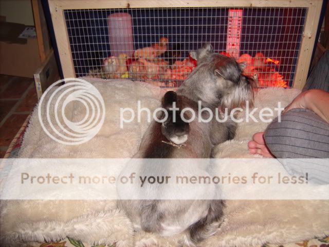 Chicks028.jpg