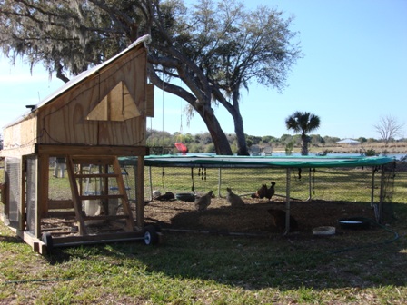 chicken-tractor-trampoline.jpg