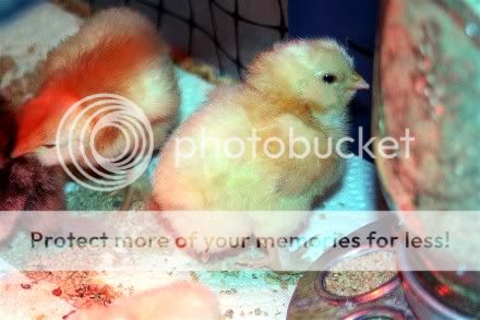 FebHatch5.jpg