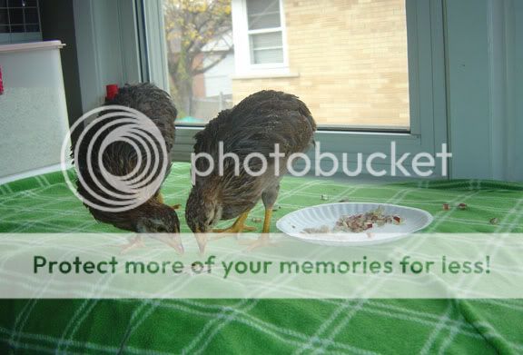 11-13-2011applesandturkey.jpg