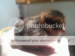IMG226.jpg