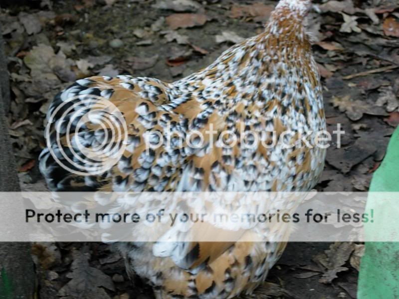 cottage20poultry20592.jpg