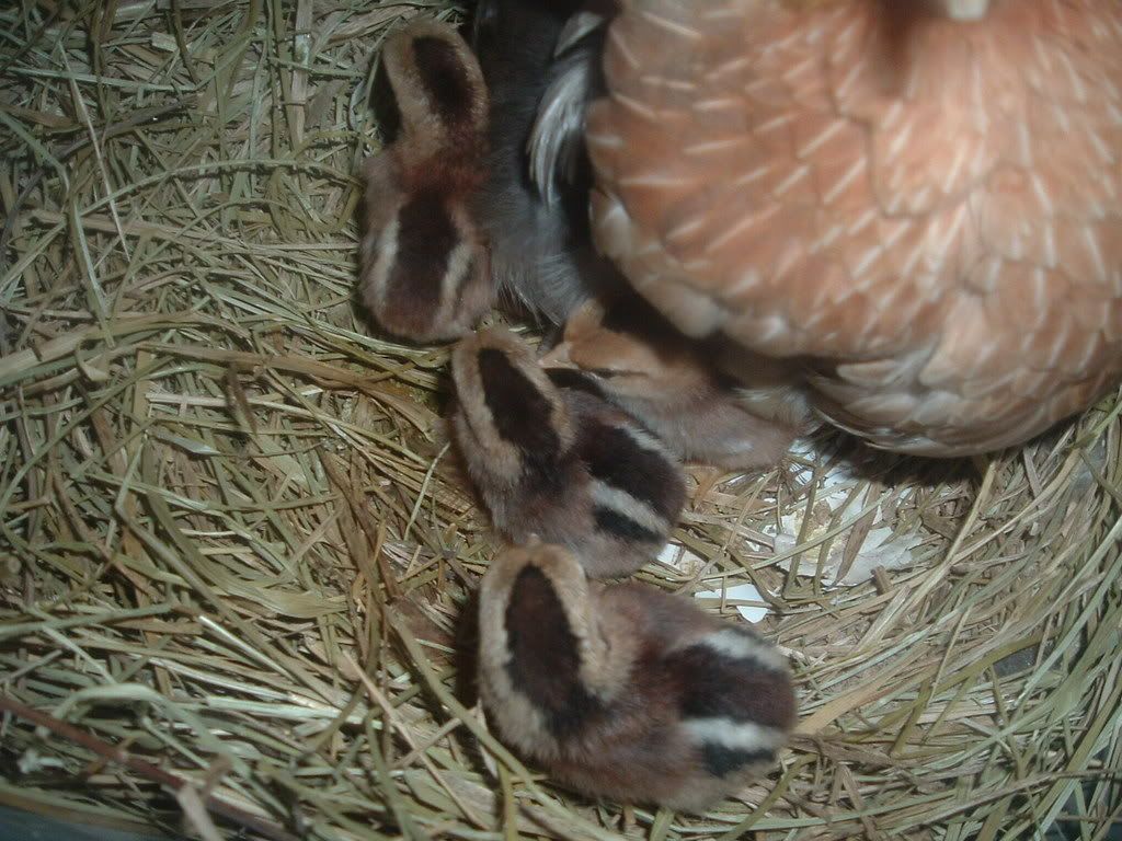 2003_0101firstbabies0003.jpg