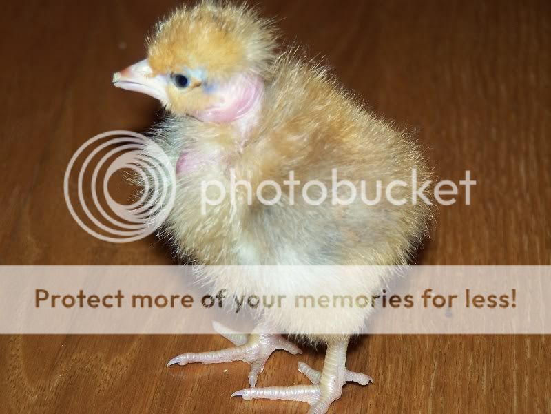 Chicksman012.jpg
