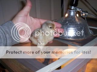 Chicks006.jpg