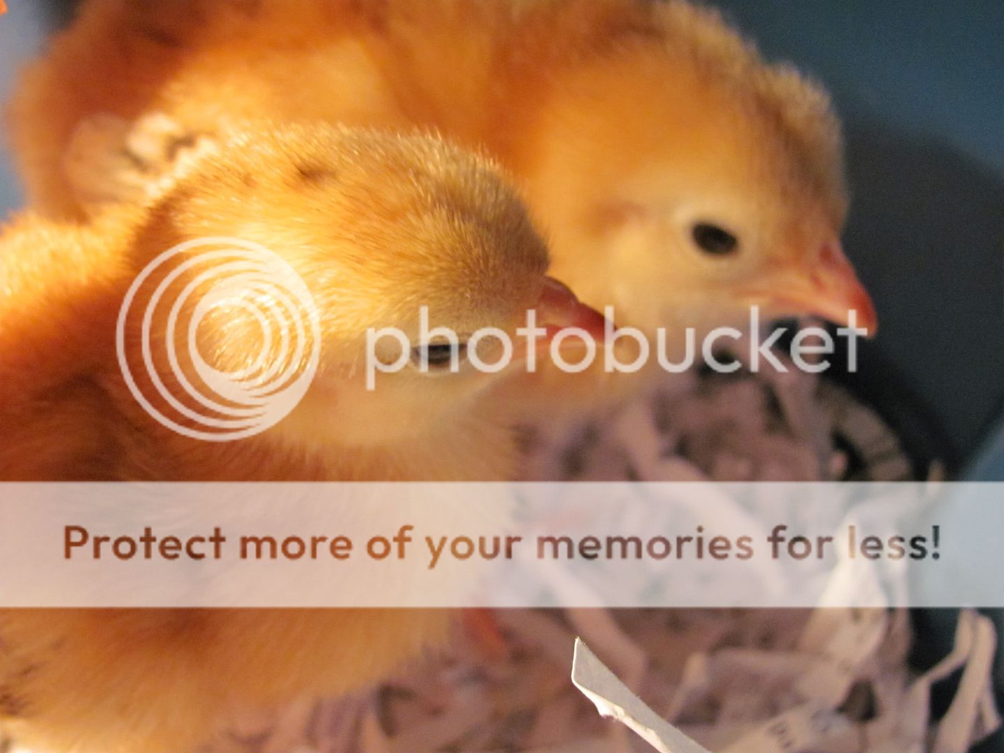 chicks2007.jpg