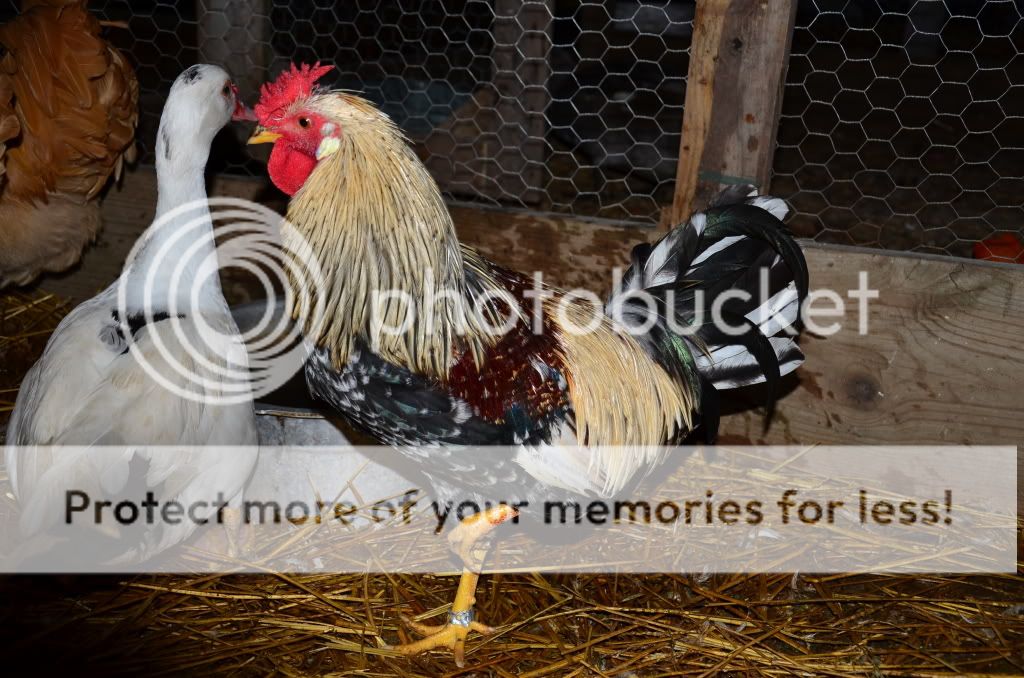 chickens2013.jpg