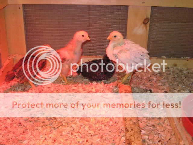 Chicks.jpg