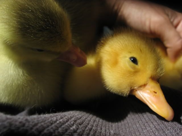 snuggleducks017.jpg