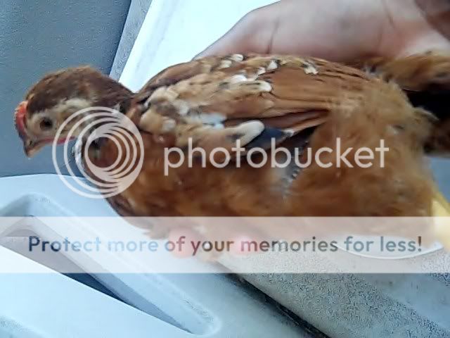 Video8300000-01.jpg