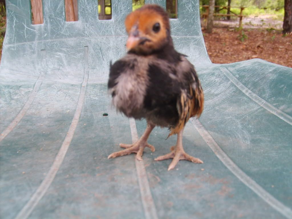 BrownFeather2.jpg