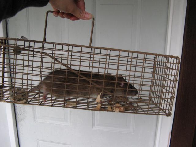 900x900px-LL-09f096b6_230_rat.jpeg