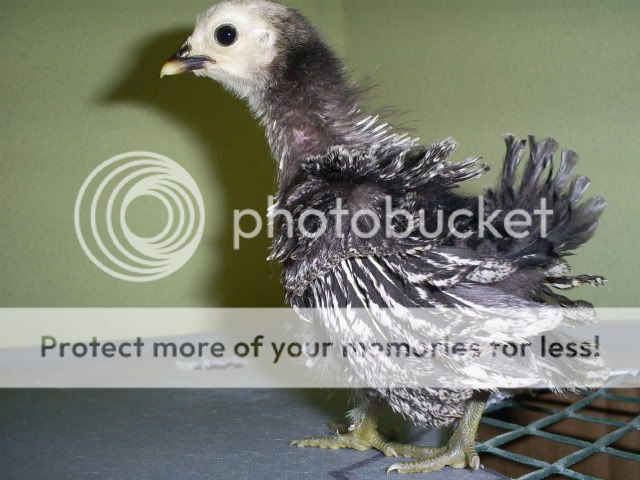 chicks010.jpg