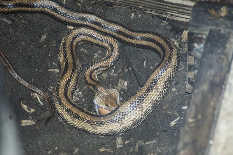 snakeEggs.jpg