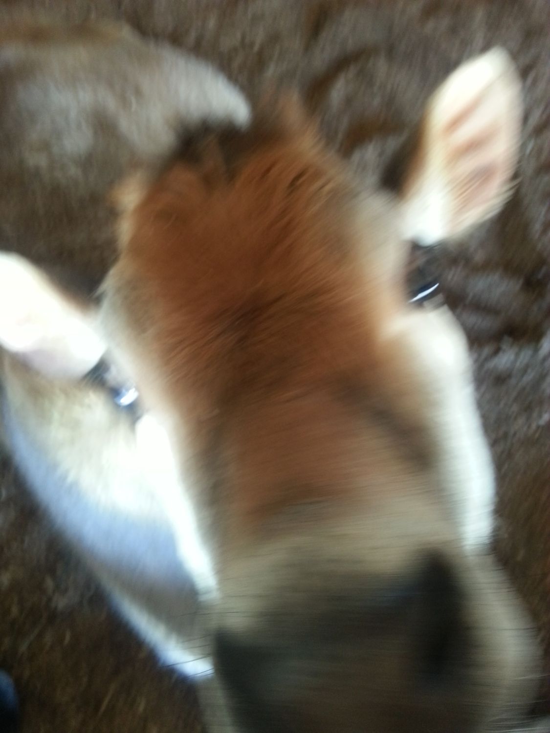 900x900px-LL-5e1e3c0e_20130406_161401.jpeg