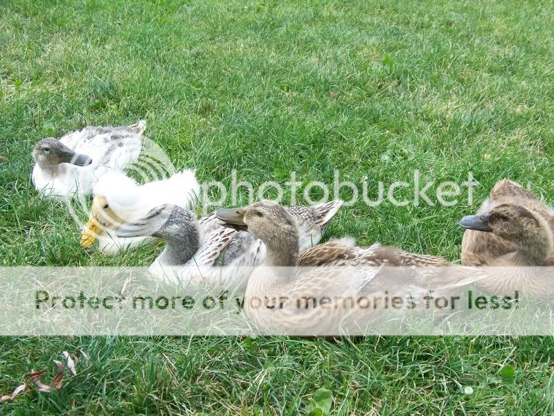 100_6023.jpg