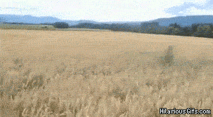 x1rc7.gif
