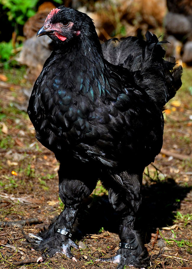 dsc_4103.jpg
