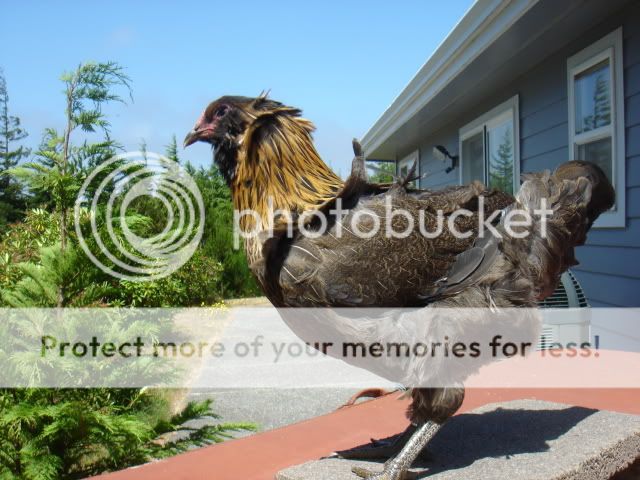 DSC04414.jpg