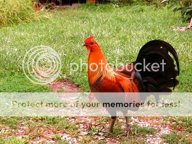 IMG_7312.jpg