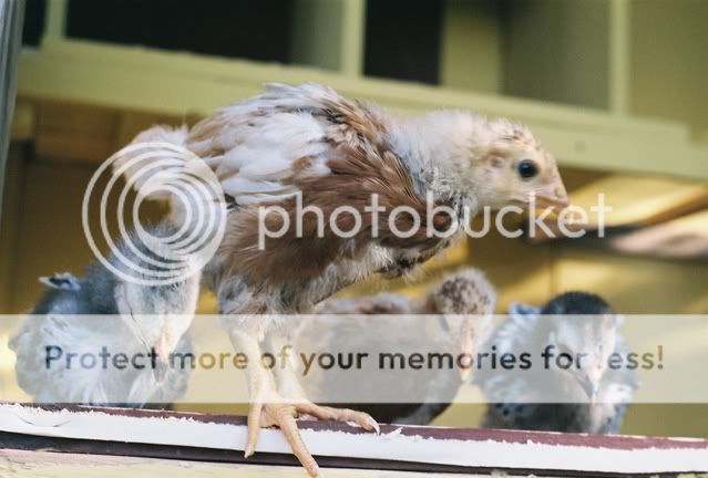 dontlookdown.jpg