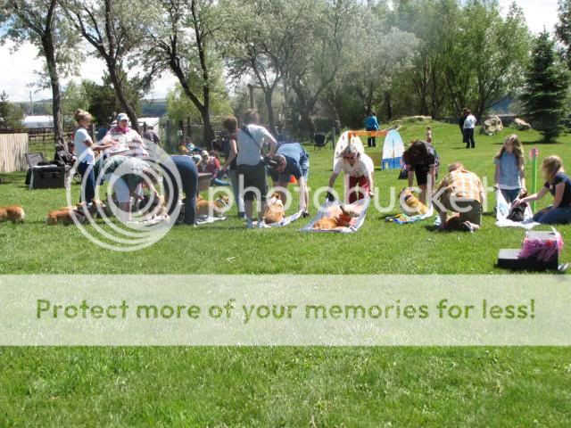 2010corgipicnic090.jpg