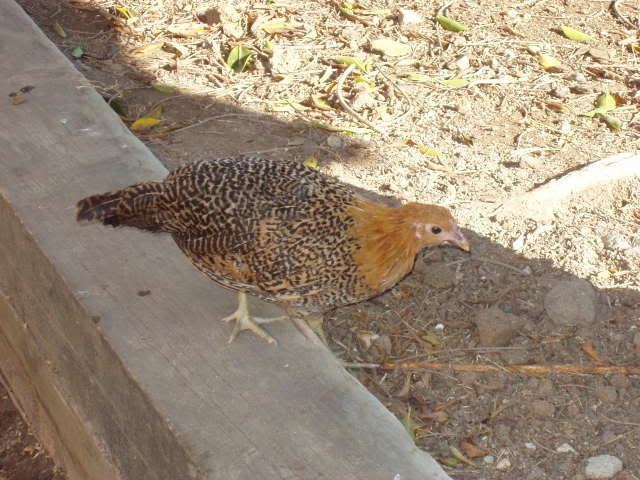 Chickens149.jpg