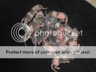 SDC14139.jpg