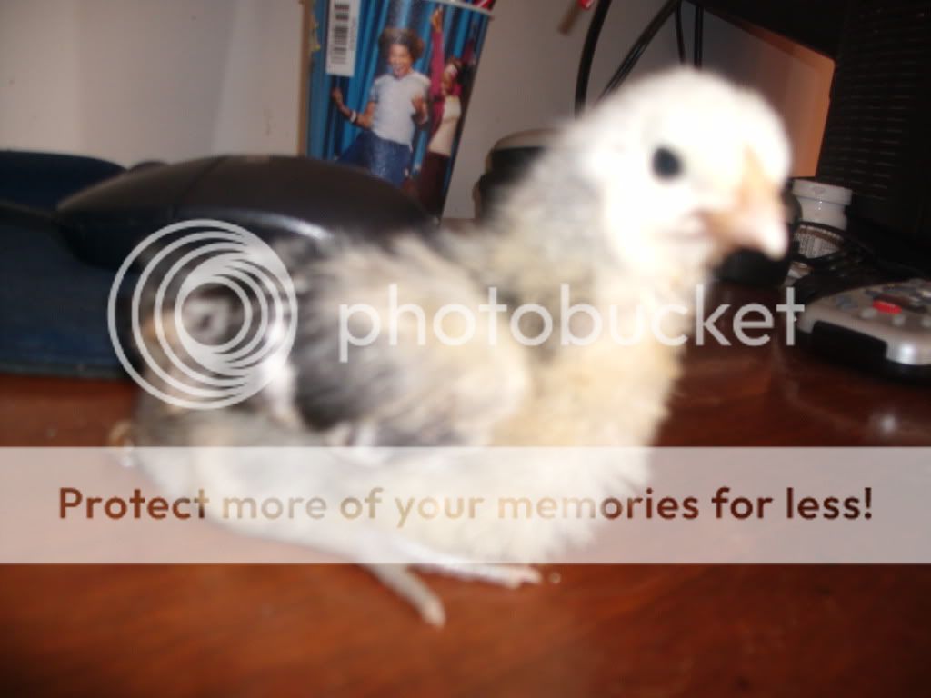 chicks014.jpg