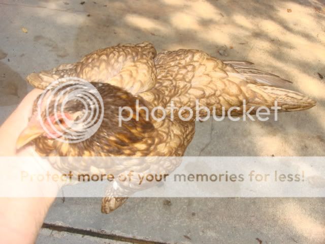 NewPixs048.jpg