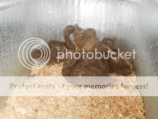 DSCN0223.jpg