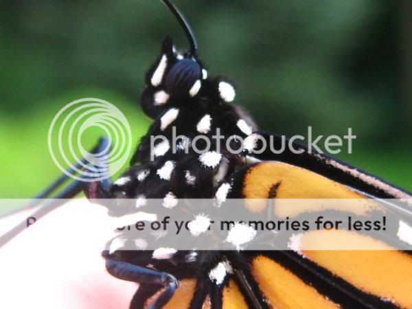 l_116eb6679d95e8f6b0d34d16a98deeeb.jpg