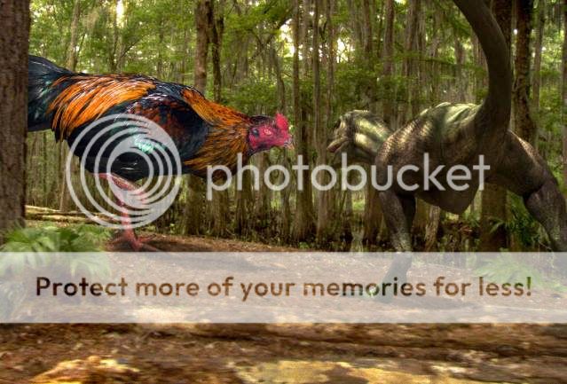 roostersaurus-vs-velociraptor.jpg