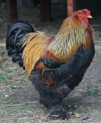 cock1.JPG
