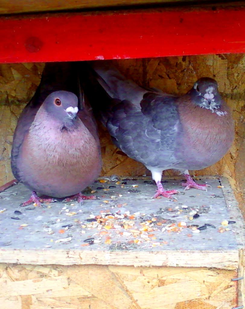 swifts1.jpg