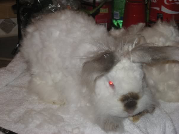 angorarabbit.jpg