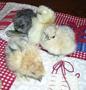 Dec08chicks.jpg