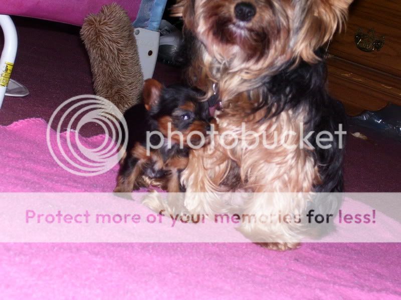 Puppies001.jpg