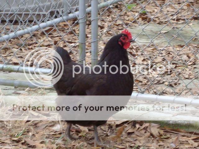 DSC00137.jpg