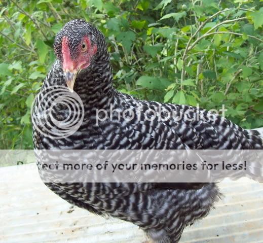 barredrockhen2.jpg
