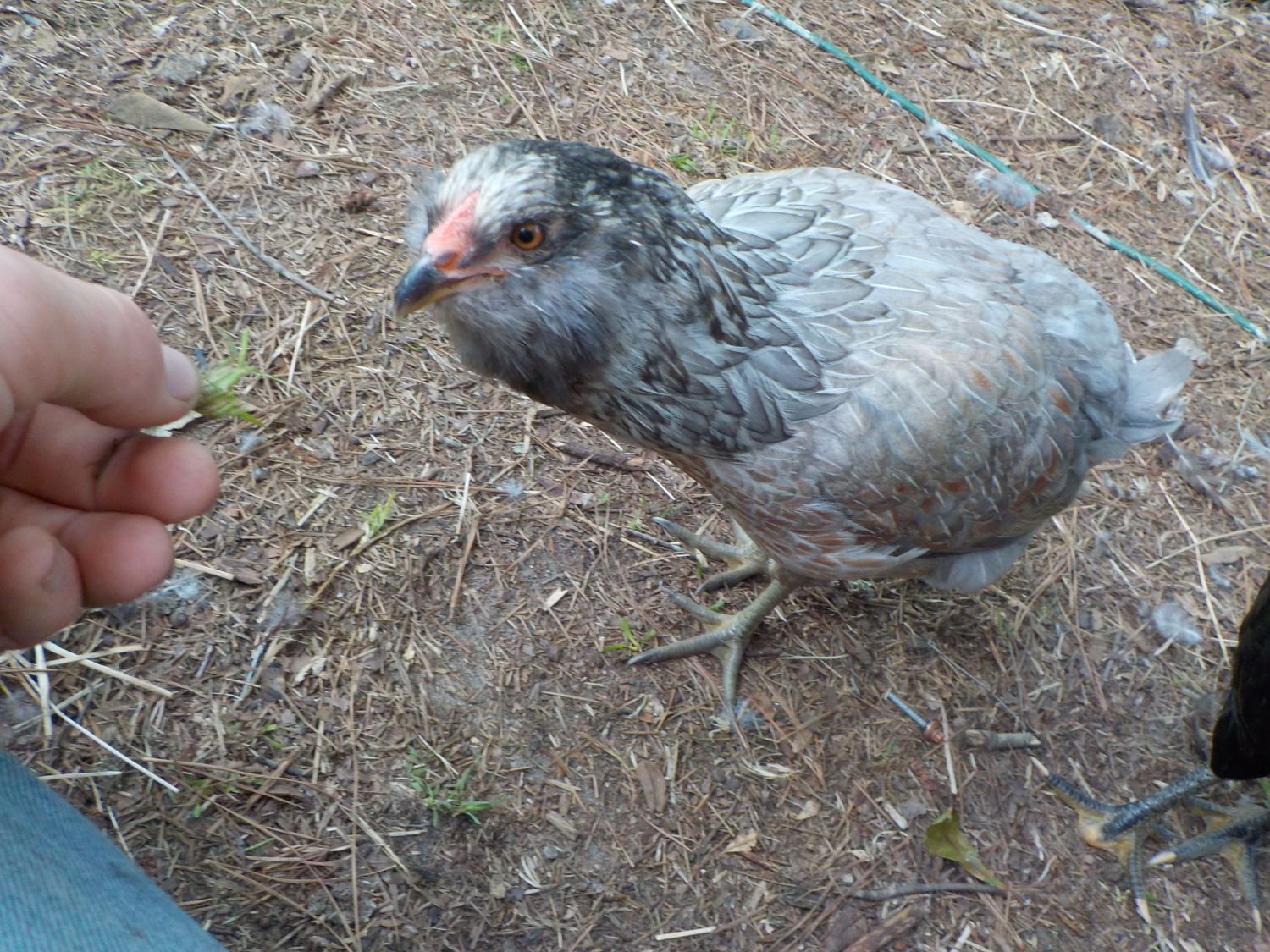d386087d_DSCN0559.jpeg