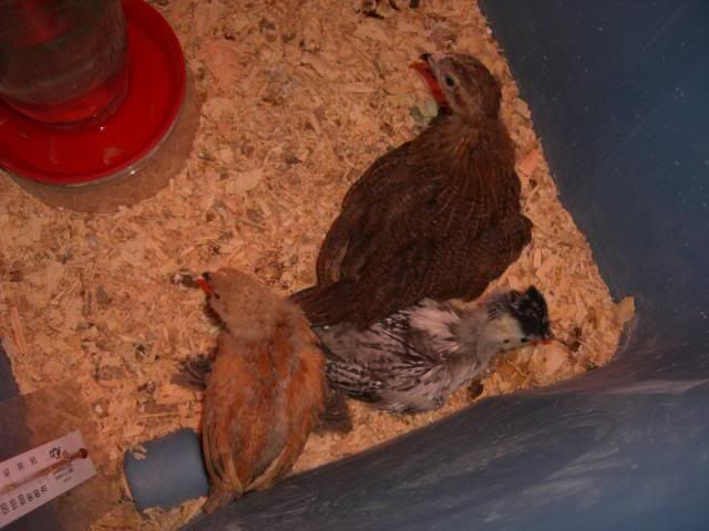 1_2008_11-2_Chicks-1.jpg