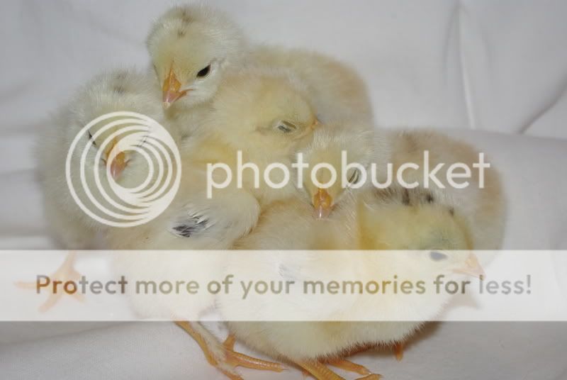 novemberhatch-maransorpswellies032.jpg