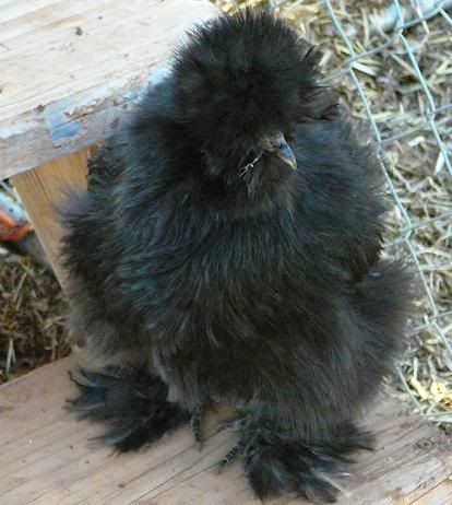 Blacksilkie.jpg
