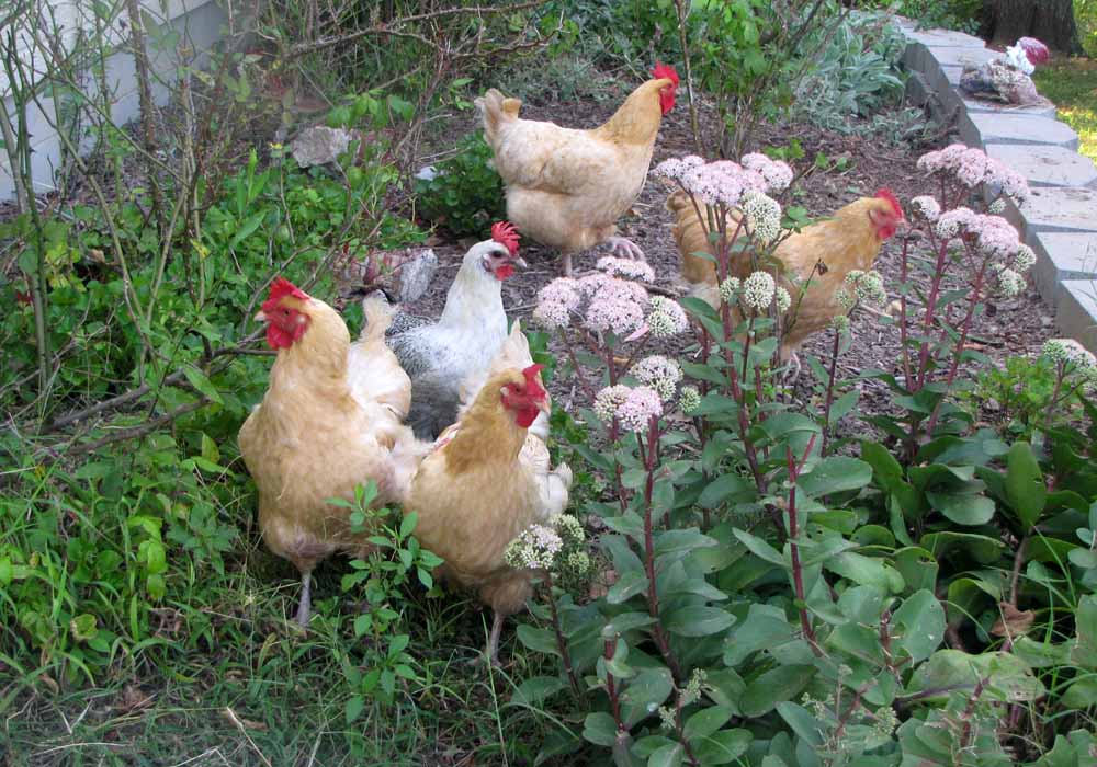 09-01-09-chickens.jpg